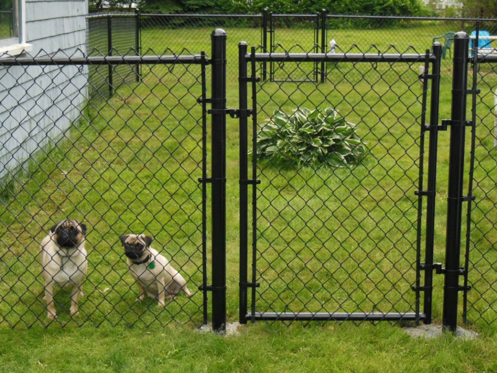 Two dogs in a fenced yard with plants.